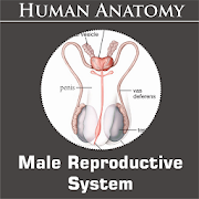 Top 20 Medical Apps Like Male Reproductive System - Best Alternatives