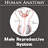 Male Reproductive System1.0