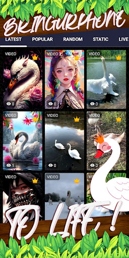 swan wallpaper Screen 2