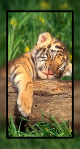 Baby Tiger Wallpaper Cute HD