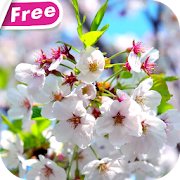 Cherry Blossom Video Theme HD