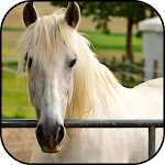 Cover Image of 下载 White horses wallpapers  APK