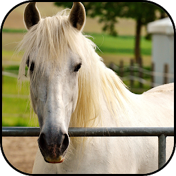 Значок приложения "Белые лошади обои и фоны"
