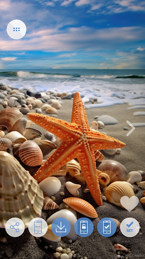 Seashells wallpapers 4K Screen 3
