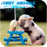 Funny Animals Pictures icon