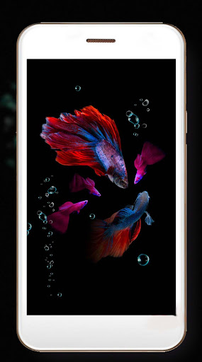 Fishes Aquarium Dark