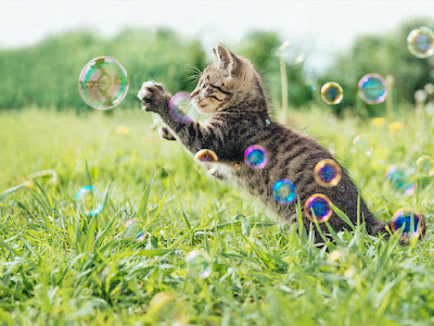 √完了しました！ 高 画質 猫 pc 壁紙 844909-デスクトップ 壁紙 無料 かわいい 猫