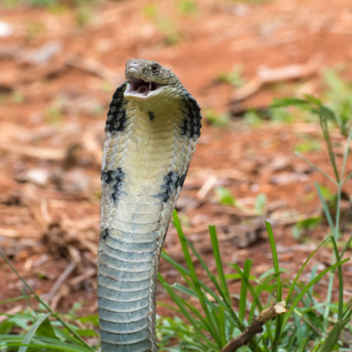 King Cobra Snake Soundboard logo