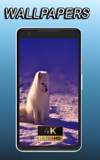 Arctic fox beauty nature animal Wallpaper