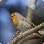 Cover Image of Download Birds Of Britain  APK