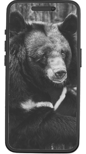 Bear Wallpapers Screen 3