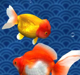コレクション 金魚 水槽 壁紙 903728