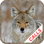 Cover Image of Télécharger Appels de chasse au coyote 3.6 APK