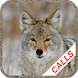 Coyote hunting calls