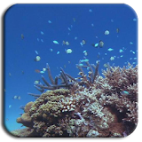 Coral Wonderland Multi-topic icon