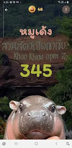 หมูเด้ง