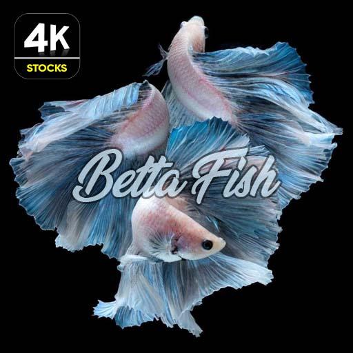 Betta Fish Wallpapers 4K Download on Windows
