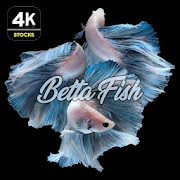 Betta Fish Wallpapers 4K