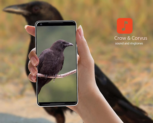 Crow & Corvus Bird Sound Effec Screenshot 1 - AppWisp.com