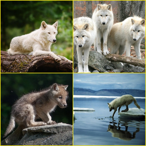 Arctic Wolf, Wolf Wallpapers