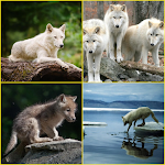Cover Image of ดาวน์โหลด Arctic Wolf, Wolf Wallpapers  APK