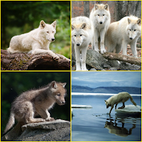 Arctic Wolf Wolf Wallpapers