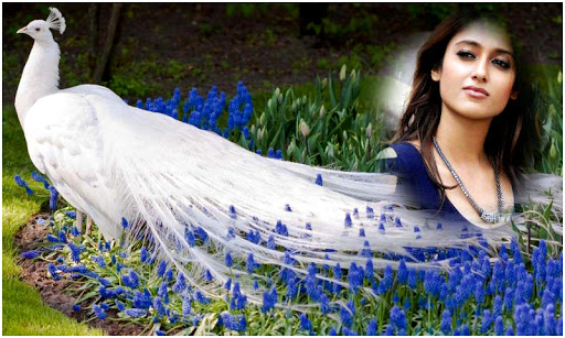 Beautiful Peacock Photoframes Screen 2