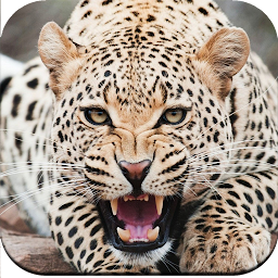 Icon image Cheetah Wallpapers