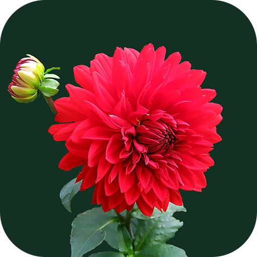 Flower Wallpaper 2024 logo