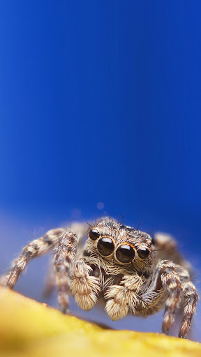 Spider Wallpaper Screen 2