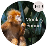 Monkey Sounds  -  Monkey Scream, Gorilla Sound icon