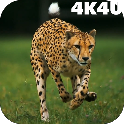 4K Cheetah Sprint Live Wallpap 2.04 Icon