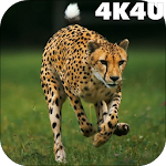 Cover Image of Tải xuống 4K Cheetah Sprint Live Wallpap  APK
