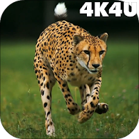 4K Cheetah Sprint Live Wallpap