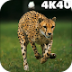 4K Cheetah Sprint Live Wallpaper Windows에서 다운로드