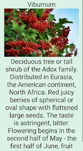 Variety of berries