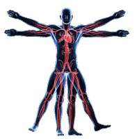 Anatomy  Physiology of The Human Body