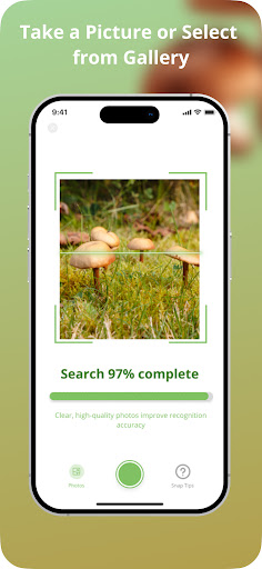 Picture Mushroom