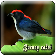 Suara Burung Cabai Pikat MP3