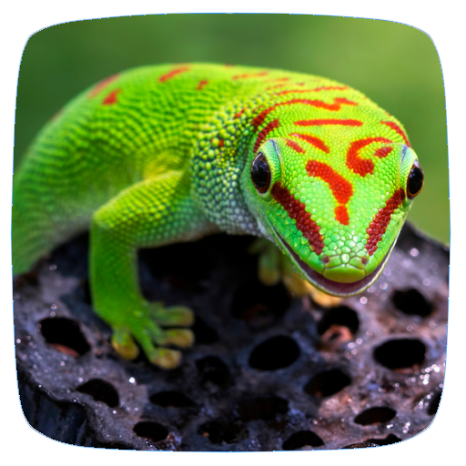 Gecko Sounds logo