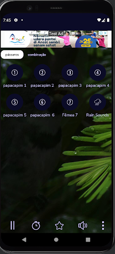 Canto de papa-capim mateiro