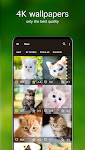 screenshot of Kitten Wallpapers 4K
