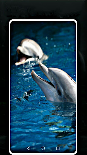 dolphin wallpaper app