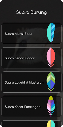 Burung Trucukan Gacor