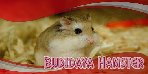 Budidaya Hamster