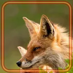 Cover Image of Download Fox Live Wallpaper  APK