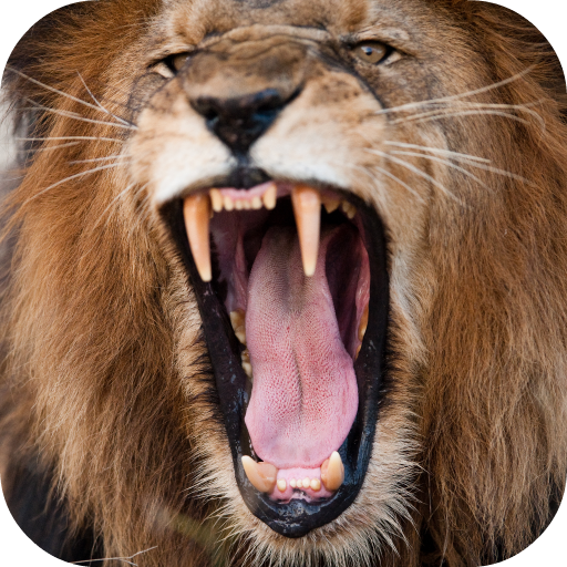 Lion Roar Sound Effect, Lion, Lion Roar