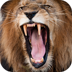 Cover Image of Download Lion Sounds 2.0 APK