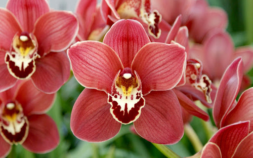 Orchids Wallpapers Screen 3