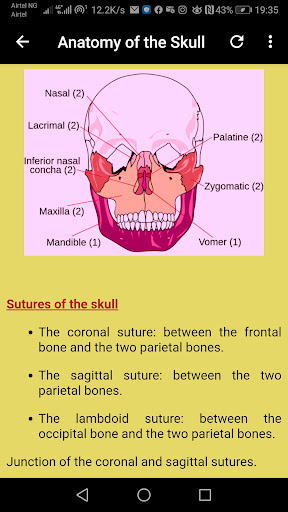 Skull Radiographic Anatomy